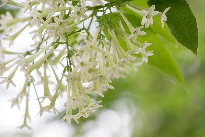 Night Blooming Jasmine (مسك الليل) - Shatla Sky