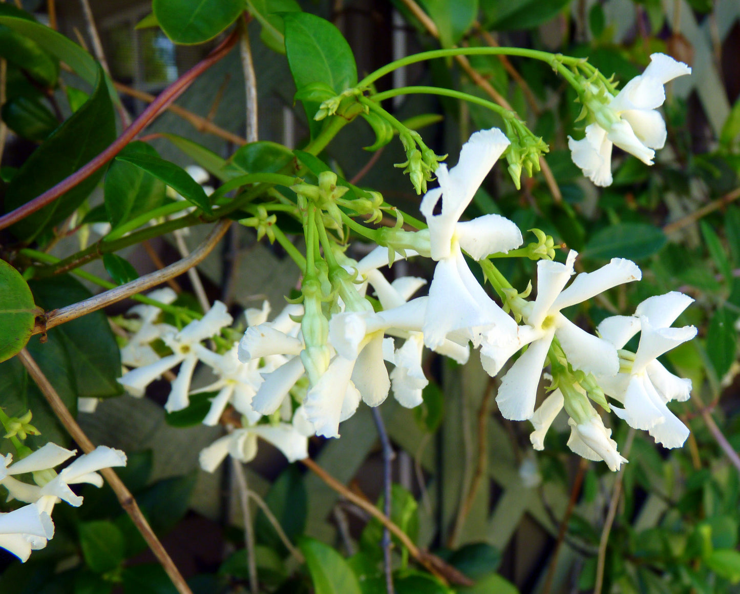 Night Blooming Jasmine (مسك الليل) - Shatla Sky