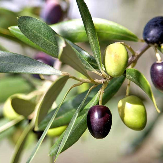 Olive Tree (شجرة زيتون) - Shatla Sky