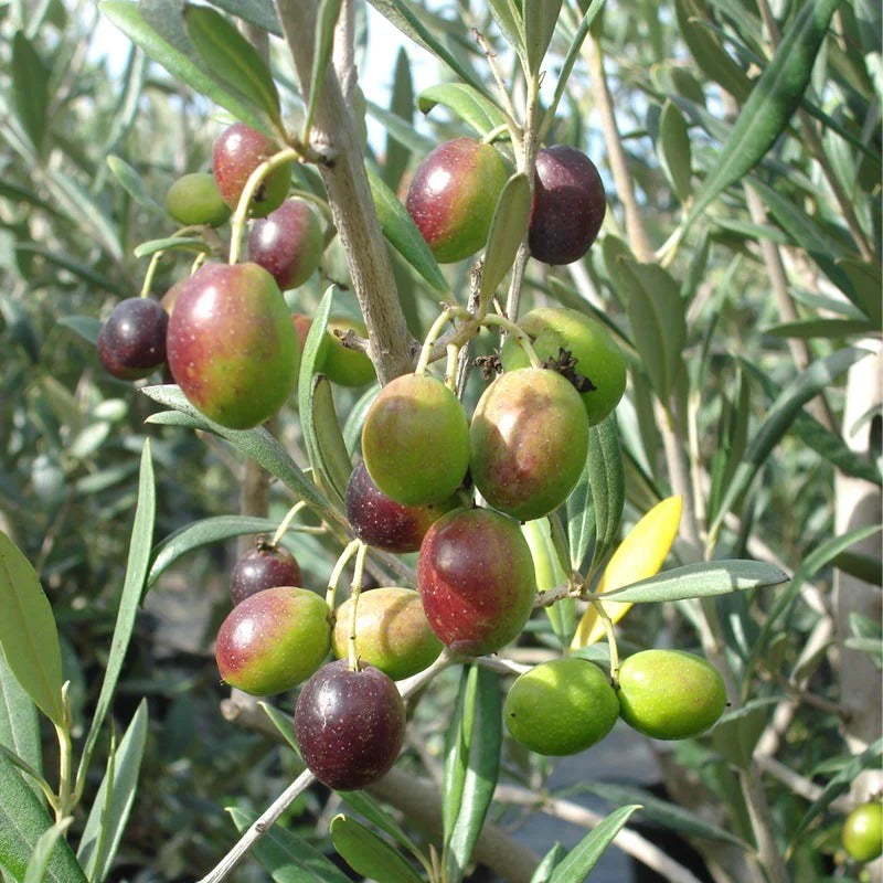 Olive Tree (شجرة زيتون) - Shatla Sky