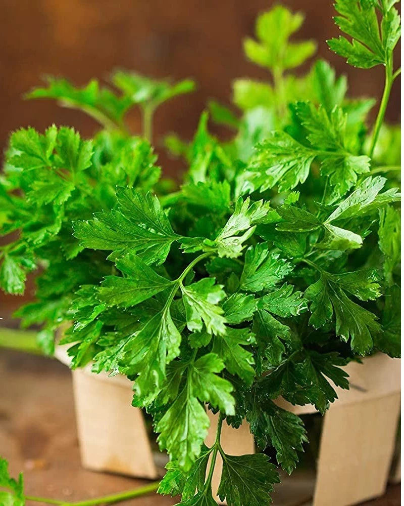 Parsley Seeds (بذور بقدونس) - Shatla Sky