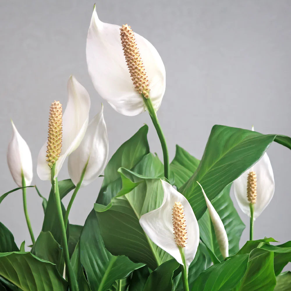 Peace Lily (زنبق السلام) - Shatla Sky