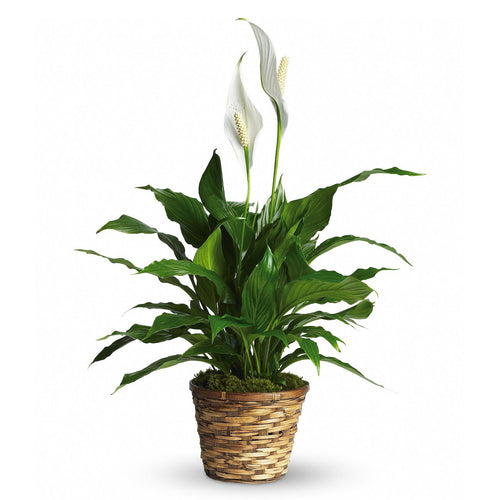 Peace Lily (زنبق السلام) - Shatla Sky