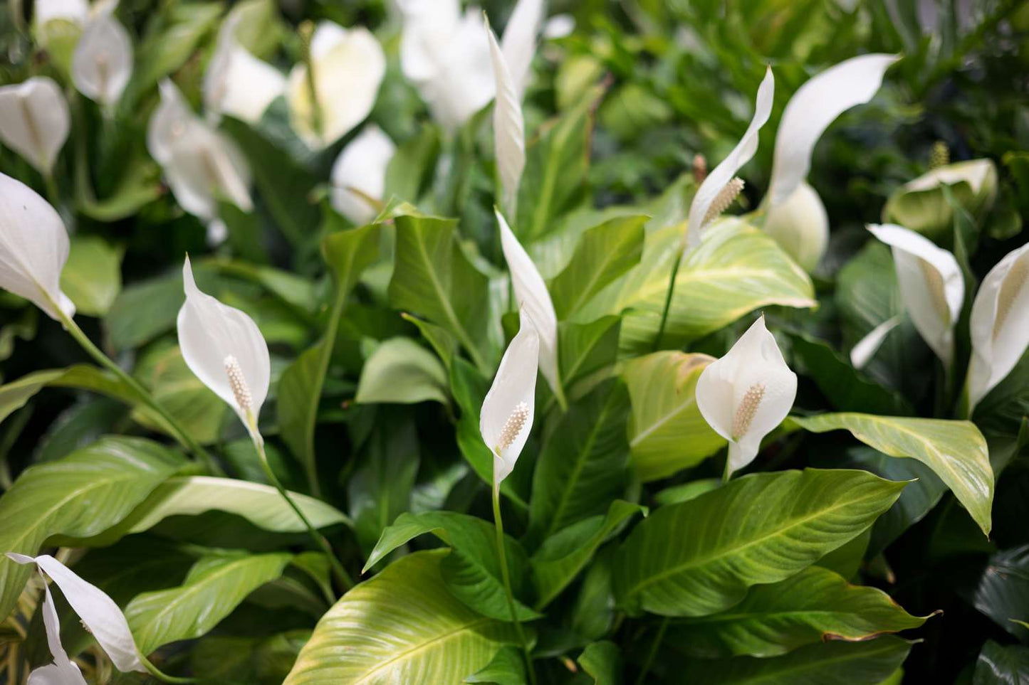 Peace Lily (زنبق السلام) - Shatla Sky