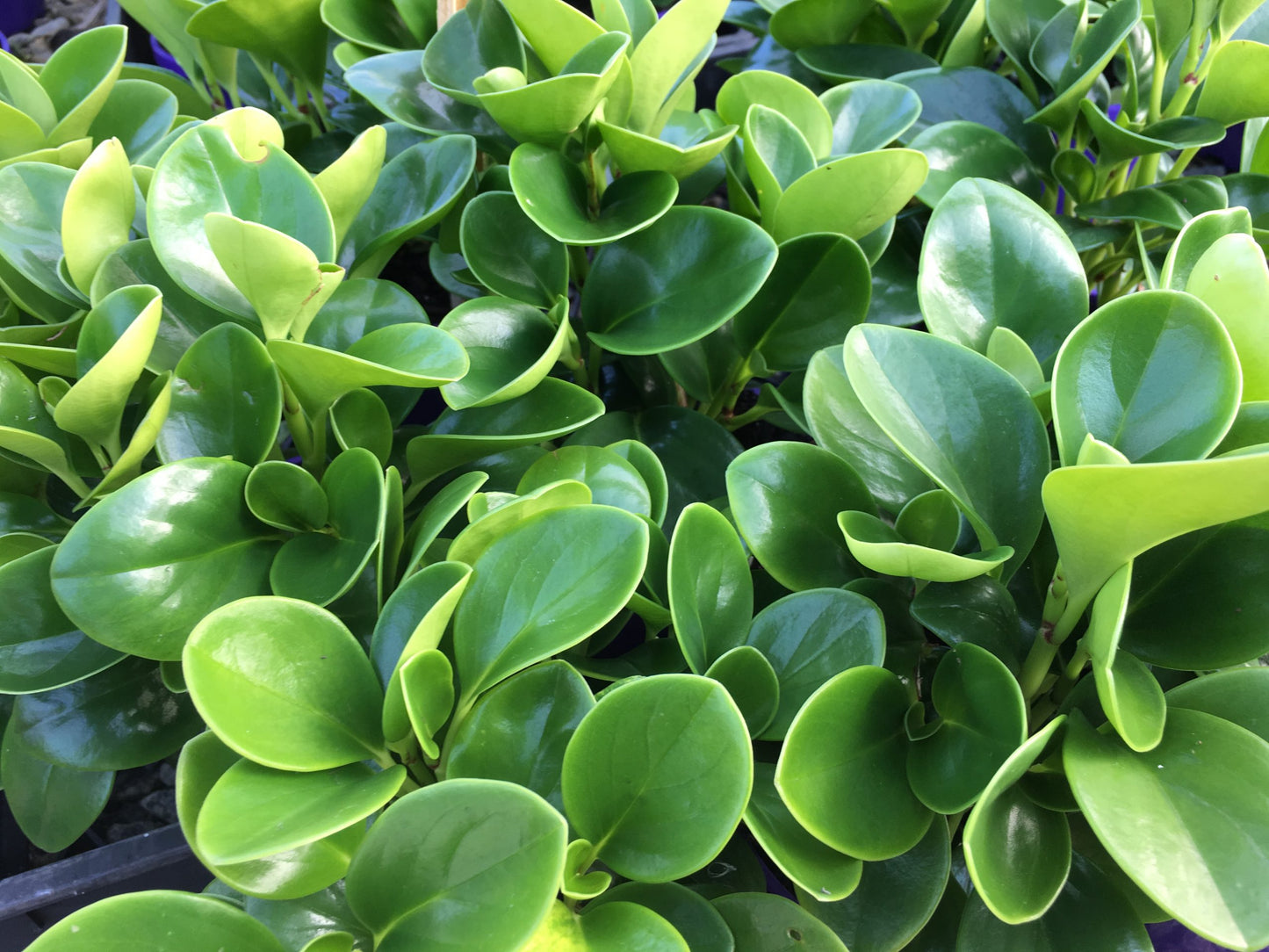 Peperomia (Baby rubberplant) (بيبروميا) - Shatla Sky