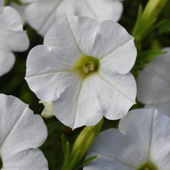 Petunia (بيتونيا) - Shatla Sky