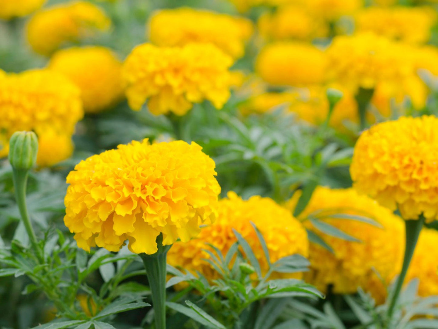 Marigold (القطيفة)