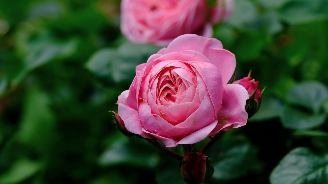 Rose (ورد بلدي) - Shatla Sky