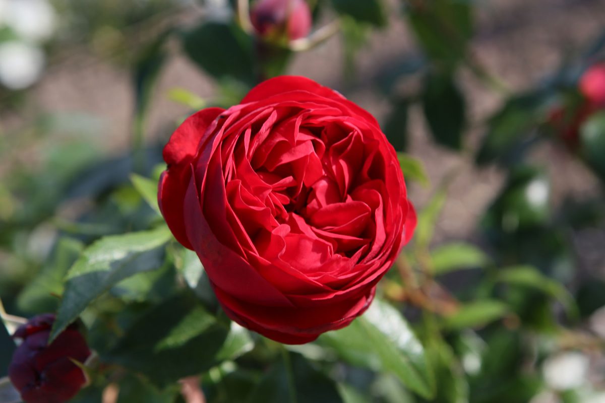 Rose (ورد بلدي) - Shatla Sky
