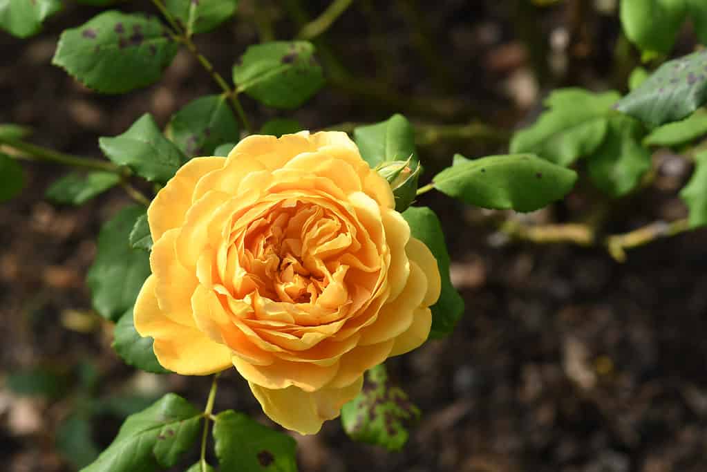 Rose (ورد بلدي) - Shatla Sky