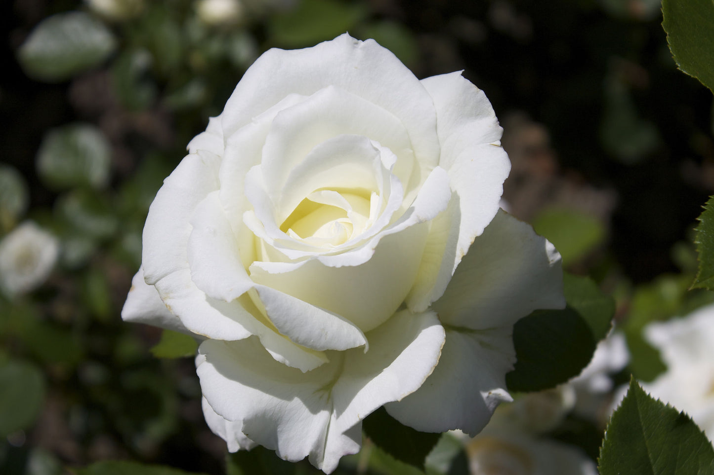 Rose (ورد بلدي) - Shatla Sky