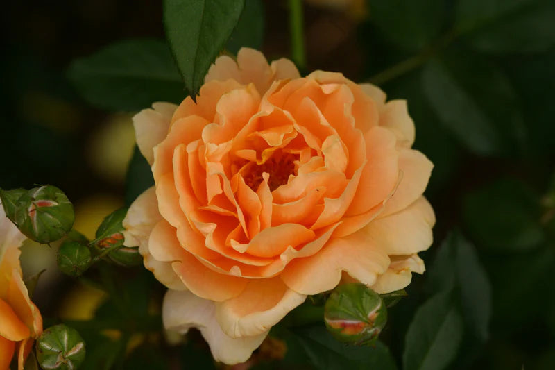 Rose (ورد بلدي) - Shatla Sky