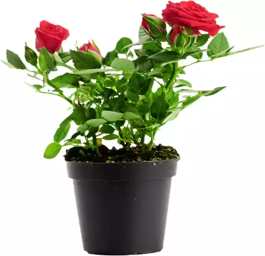 Rose (ورد بلدي) - Shatla Sky