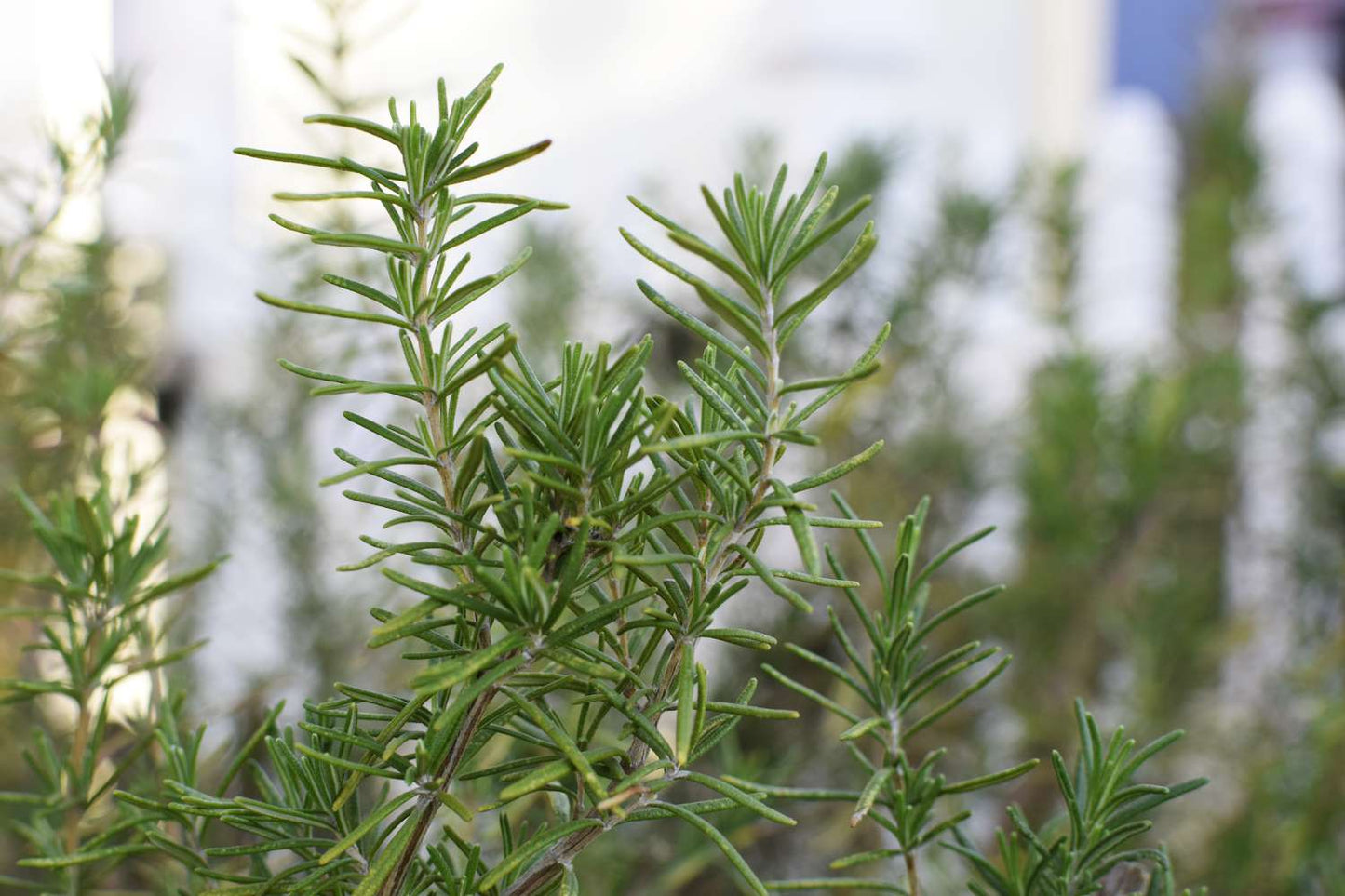 Rosemary (روزماري) - Shatla Sky
