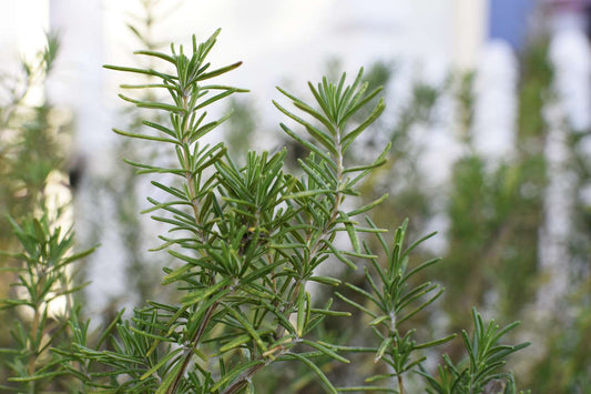 Rosemary (روزماري) - Shatla Sky