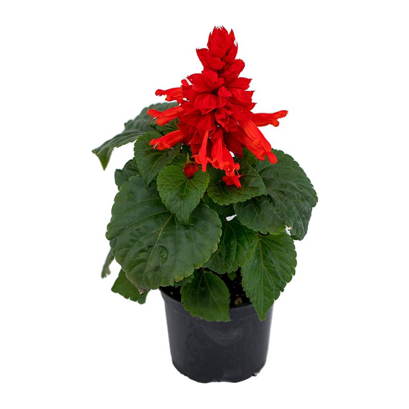 Salvia Splendens (سالفيا)