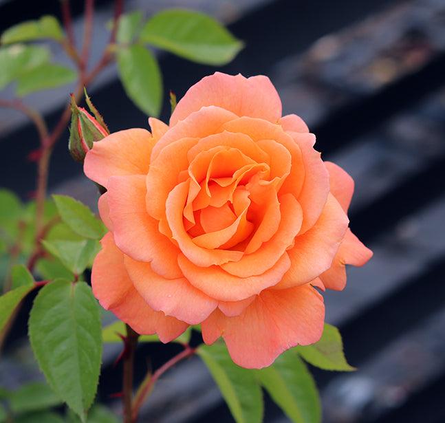 Damask rose (ورد جوري)