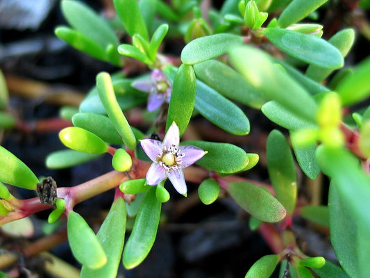 Sesuvium portulacastrum (صبار ليبي)