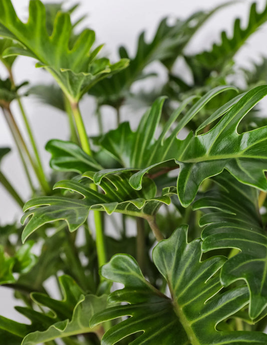 Thaumatophyllum (قشطة سلومي) - Shatla Sky