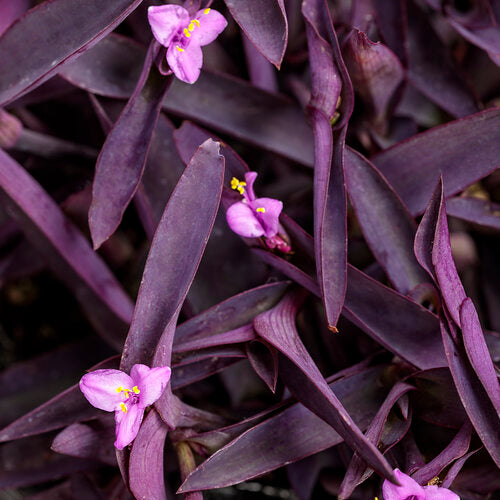 Tradescantia (Oyster Plant) (مكحلة) - Shatla Sky