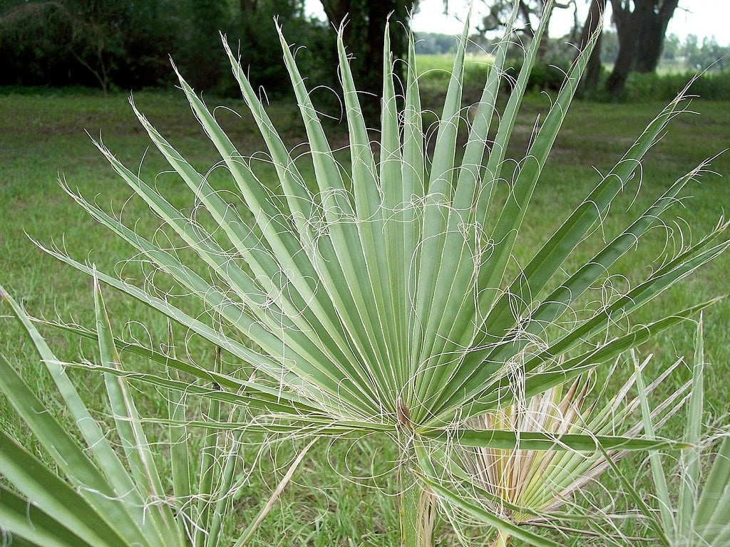 Washingtonia Filifera (نخيل واشنطونيا) - Shatla Sky