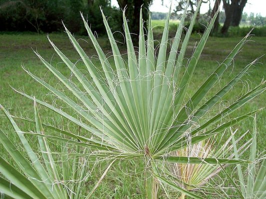 Washingtonia Filifera (نخيل واشنطونيا) - Shatla Sky