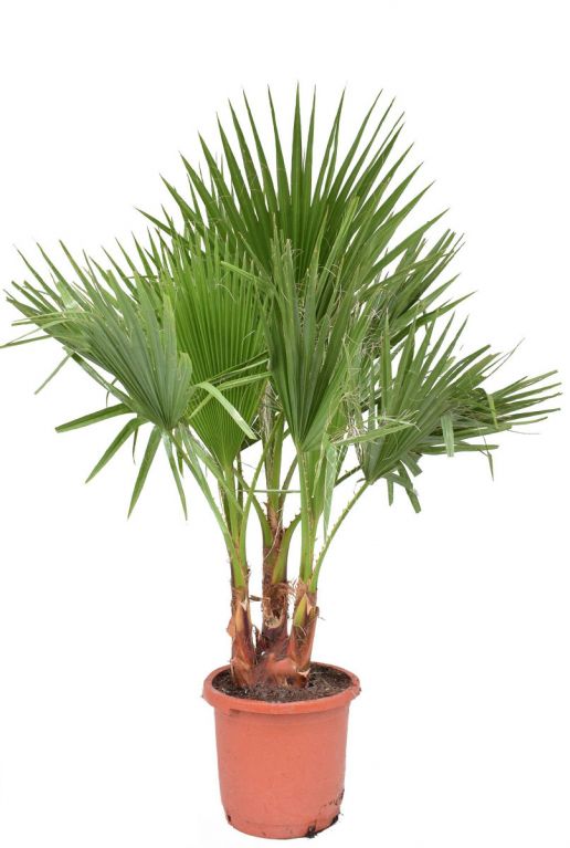 Washingtonia Filifera (نخيل واشنطونيا) - Shatla Sky