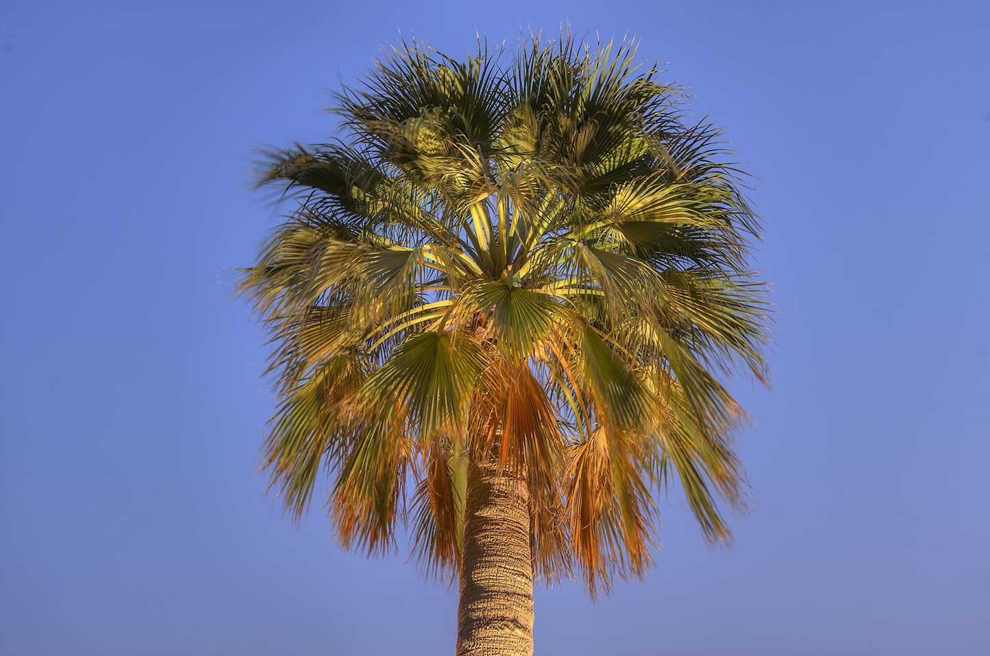 Washingtonia Filifera (نخيل واشنطونيا) - Shatla Sky