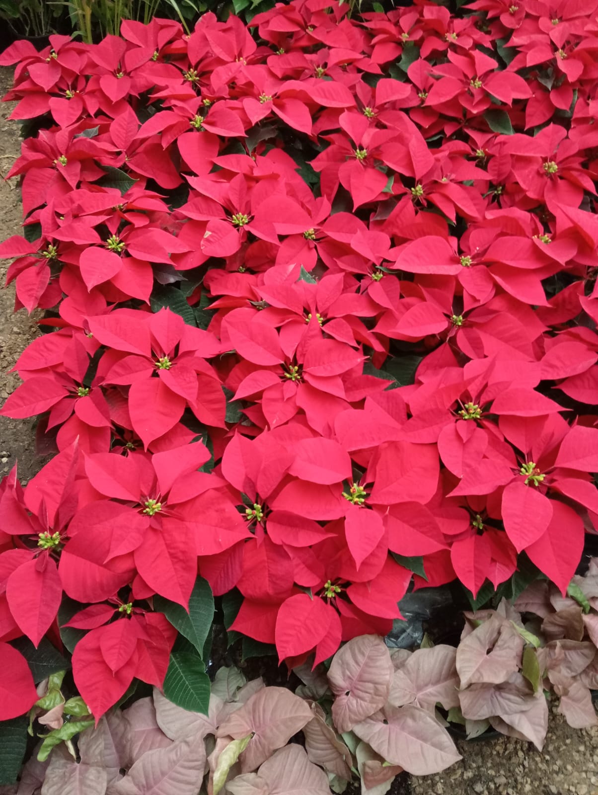 Poinsettia (بنت القنصل)