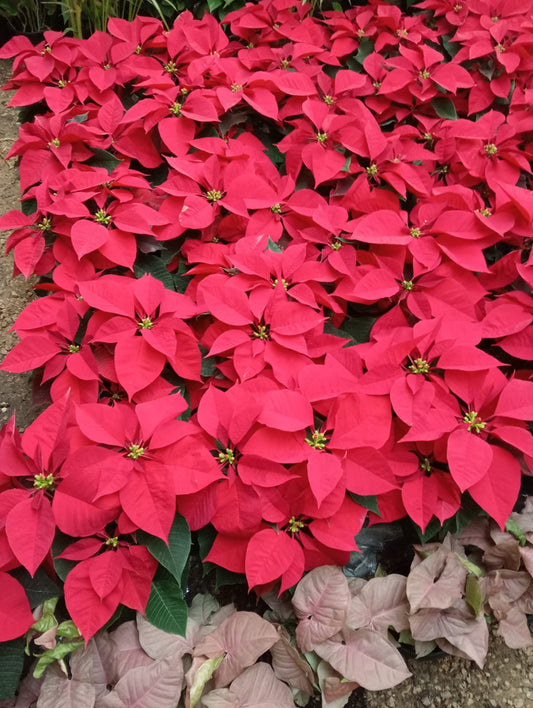 Poinsettia (بنت القنصل)