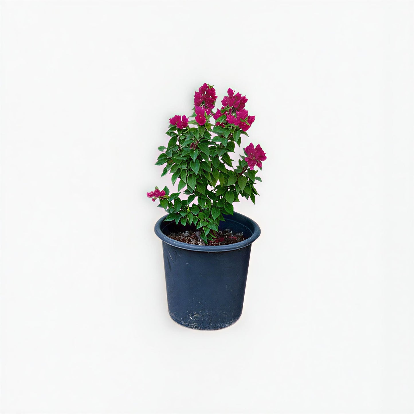 Bougainvillea Glabra (جهنمية )