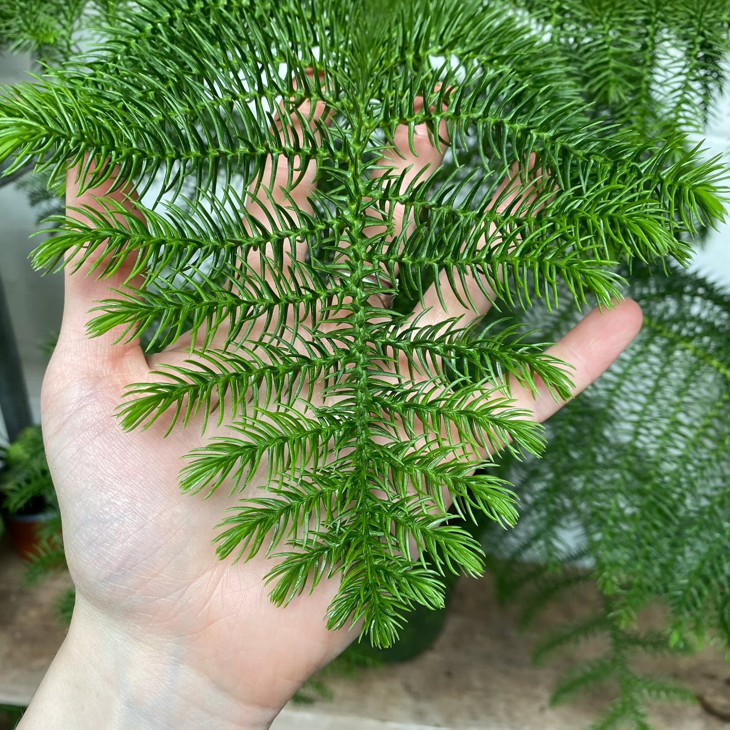 Araucaria (شجرة عيد الميلاد)