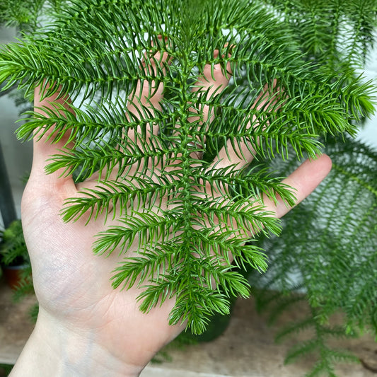 Araucaria (شجرة عيد الميلاد)