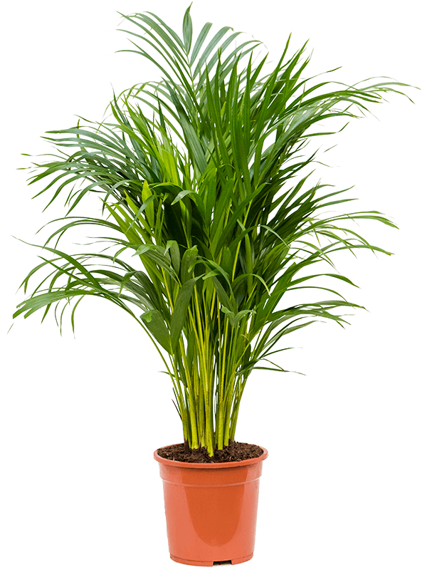 Areca Palm (أريكا صفراء) - Shatla Sky