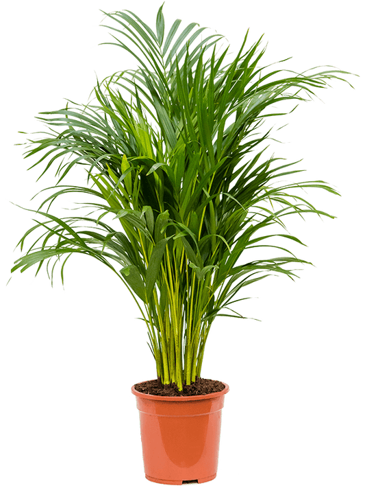 Areca Palm (أريكا صفراء) - Shatla Sky