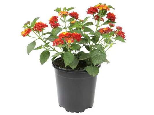Lantana (لانتانا)