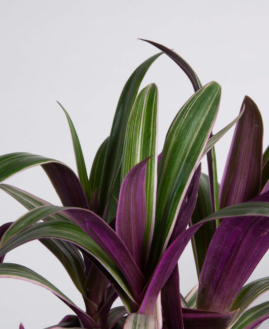 Moses-in-the-cradle (ريو)