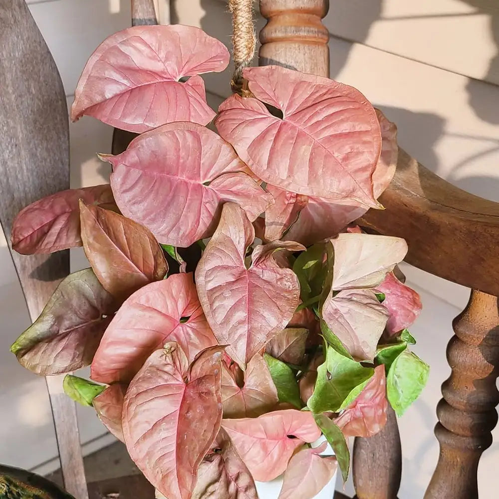 Syngonium (سنجونيوم)