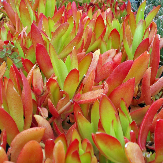 Crassula capitella (صبار مرجان)