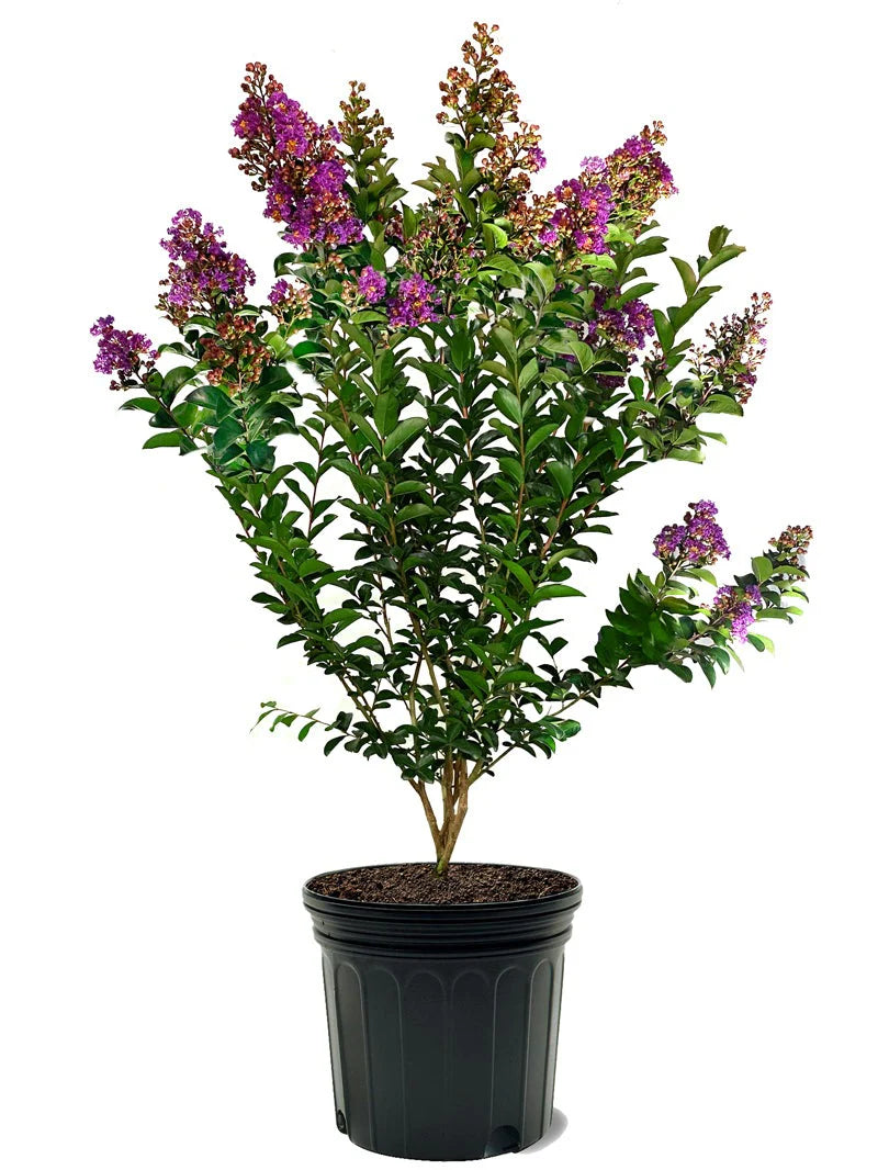 Crepe-myrtle Tree (تمر حنة) - Shatla Sky