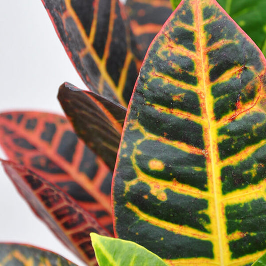 Croton (كروتون اوربي) - Shatla Sky