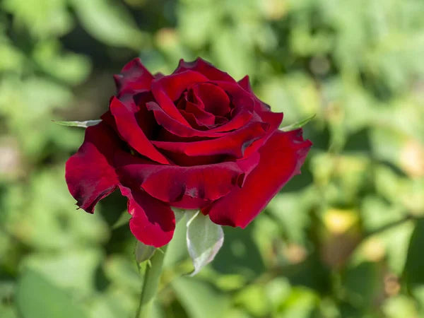 Damask rose (ورد جوري)