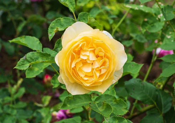 Damask rose (ورد جوري)