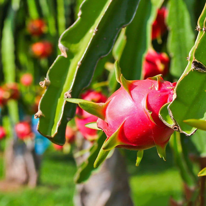 Dragon Fruit Tree (دراجون فروت) - Shatla Sky