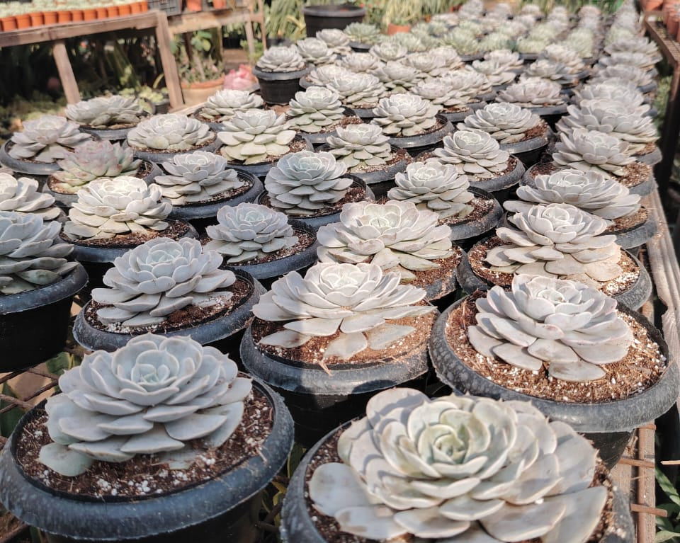 Echeveria (صبار ايشفيريا)
