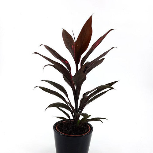 Cordyline (كوردالين)
