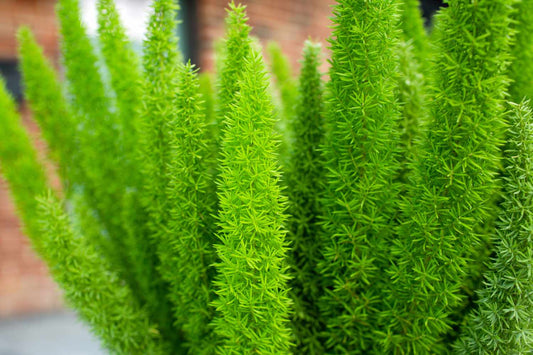 Foxtail Fern (ذيل القط) - Shatla Sky
