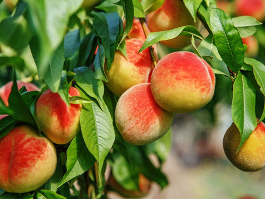 Peach Tree (خوخ)