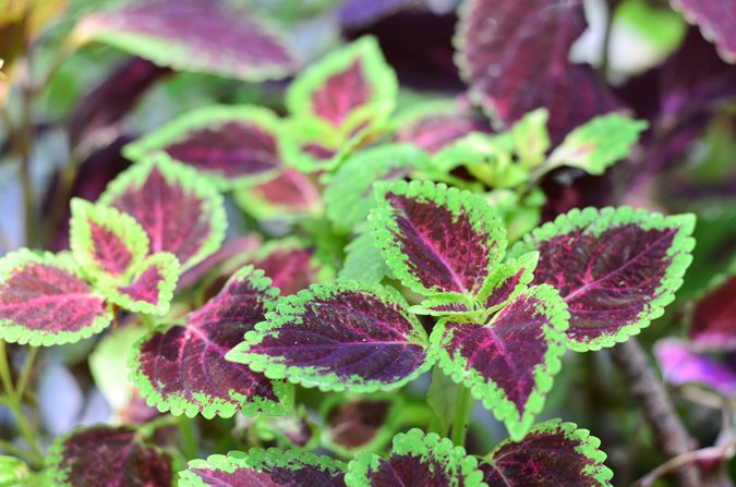 Indoor Coleus كاليوس داخلي