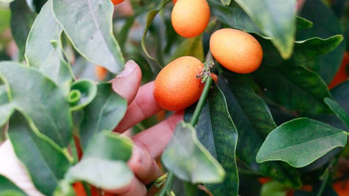 kumquat Tree (شجرة كومكوات) - Shatla Sky
